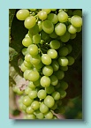 19_Waiheke Grapes